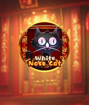 White Nose Cat